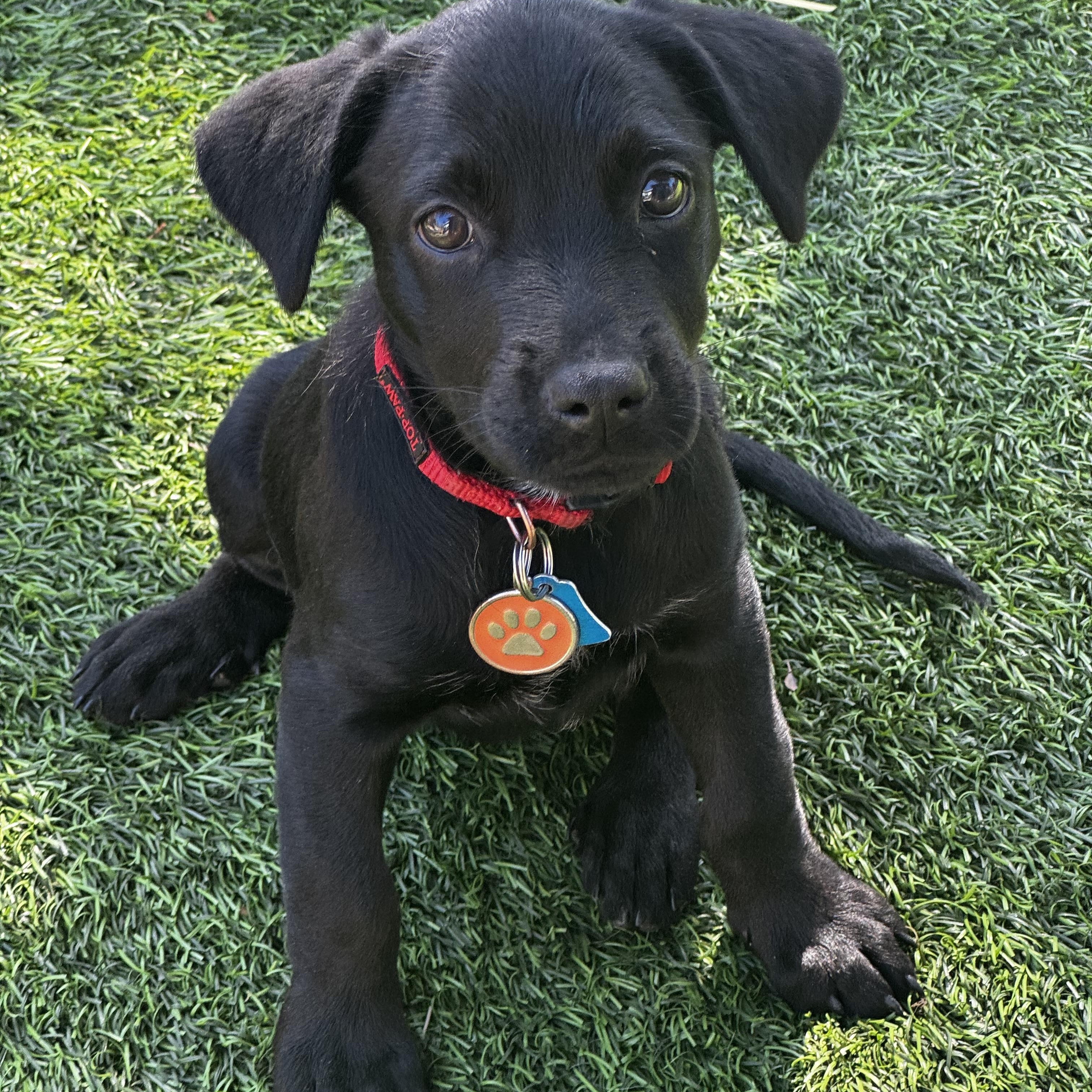 Enlarge Katinka, an adopted Mixed Breed in Los Angeles, CA image 3/5