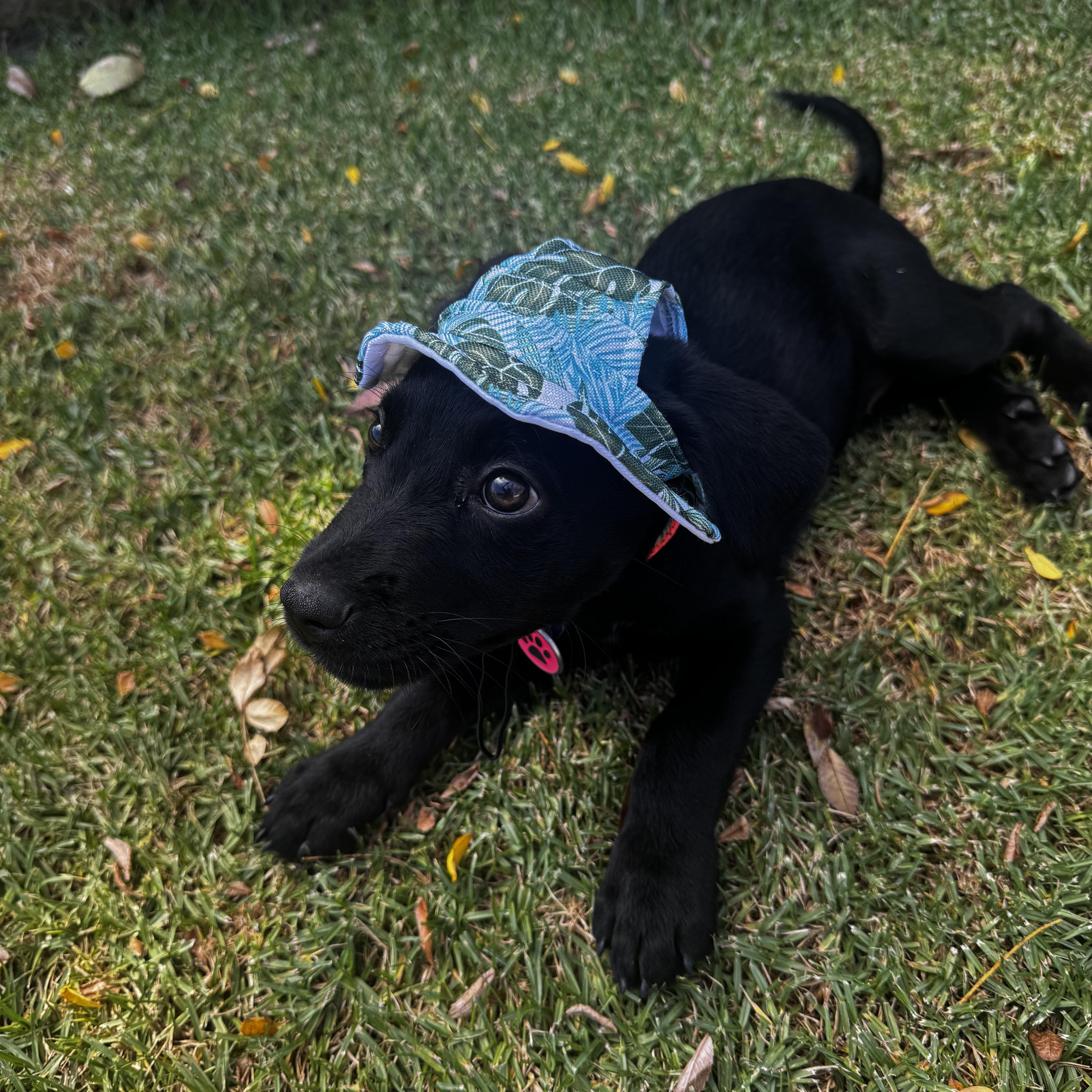 Enlarge Katinka, an adopted Mixed Breed in Los Angeles, CA image 2/5