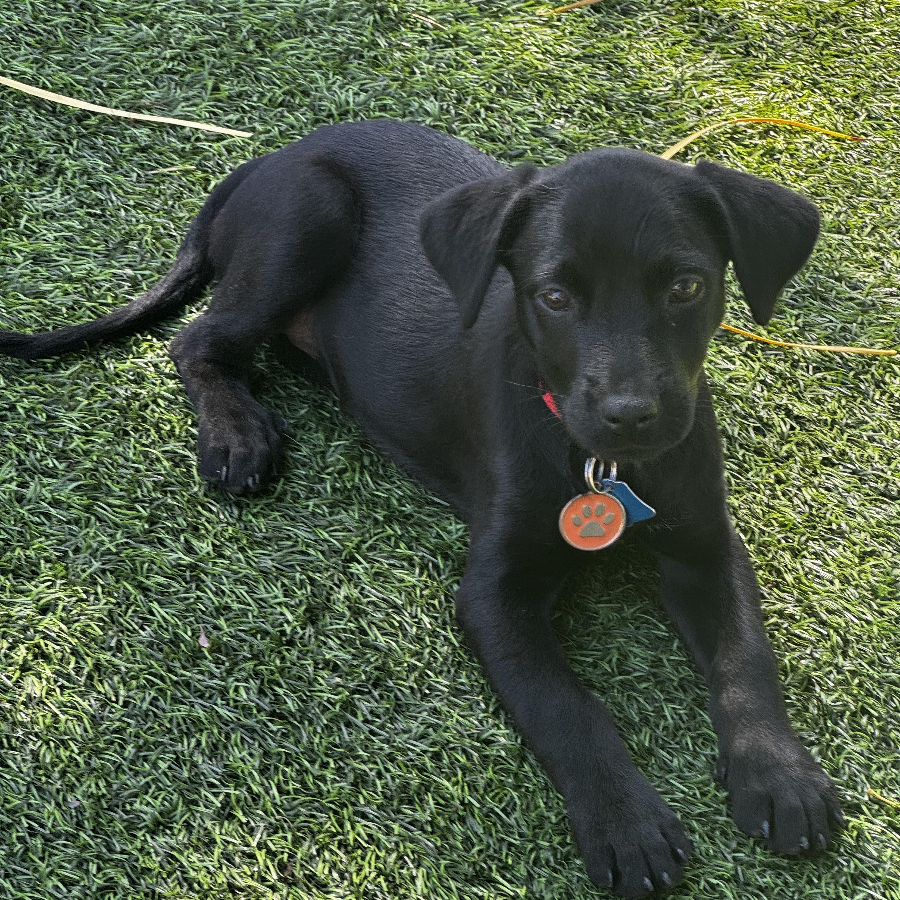 Enlarge Katinka, an adopted Mixed Breed in Los Angeles, CA image 4/5