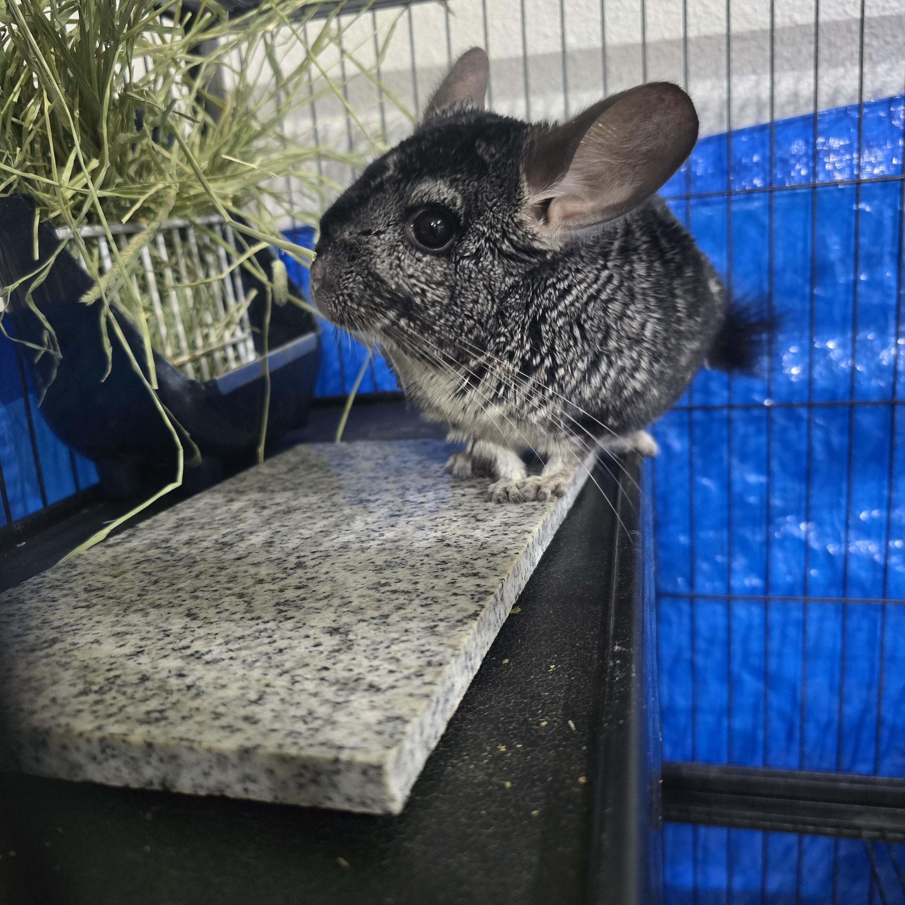 Dash, Adoptable, Young Male Chinchilla.