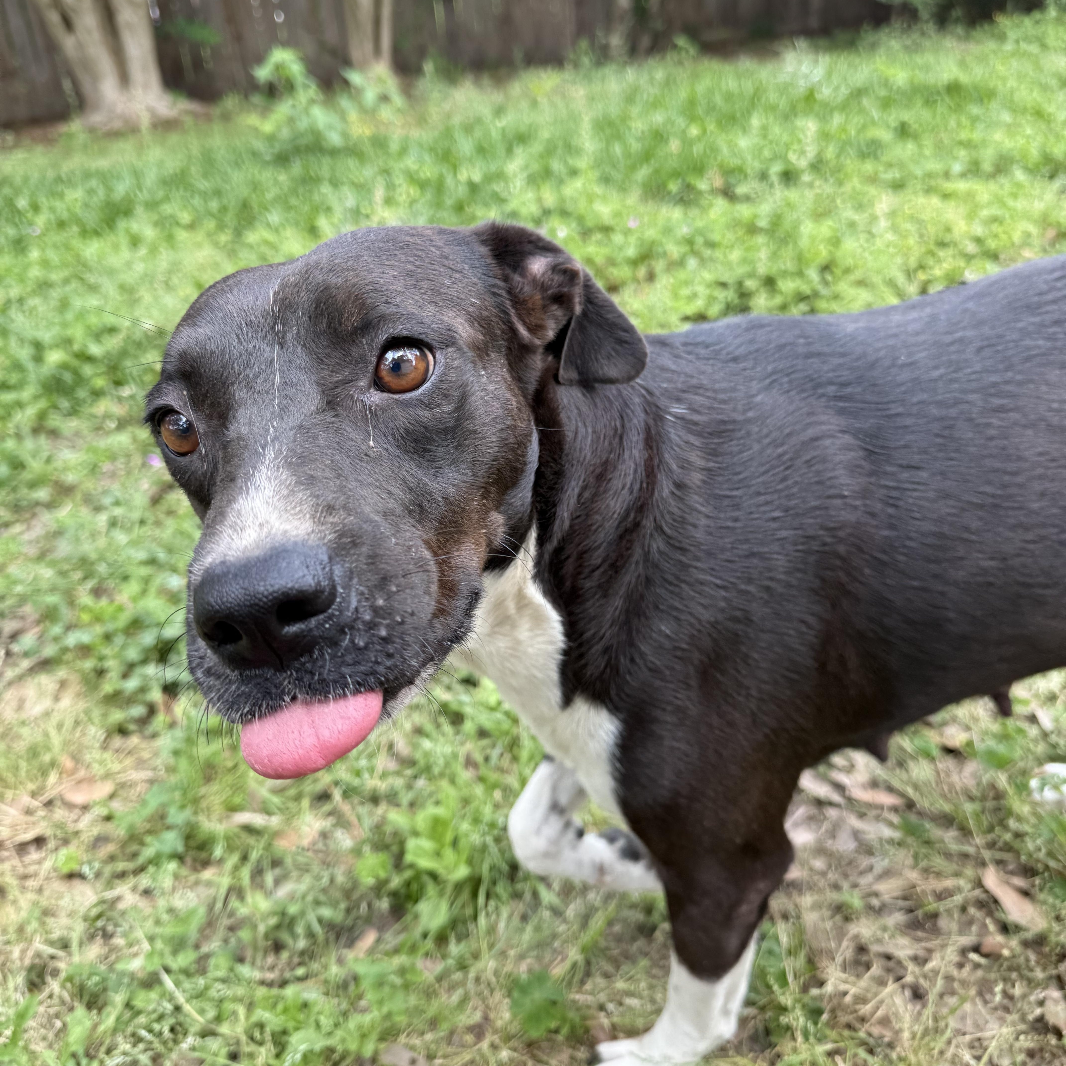 Enlarge SUNNY, a ADOPTABLE mixed breed in Annandale, VA image 2/6