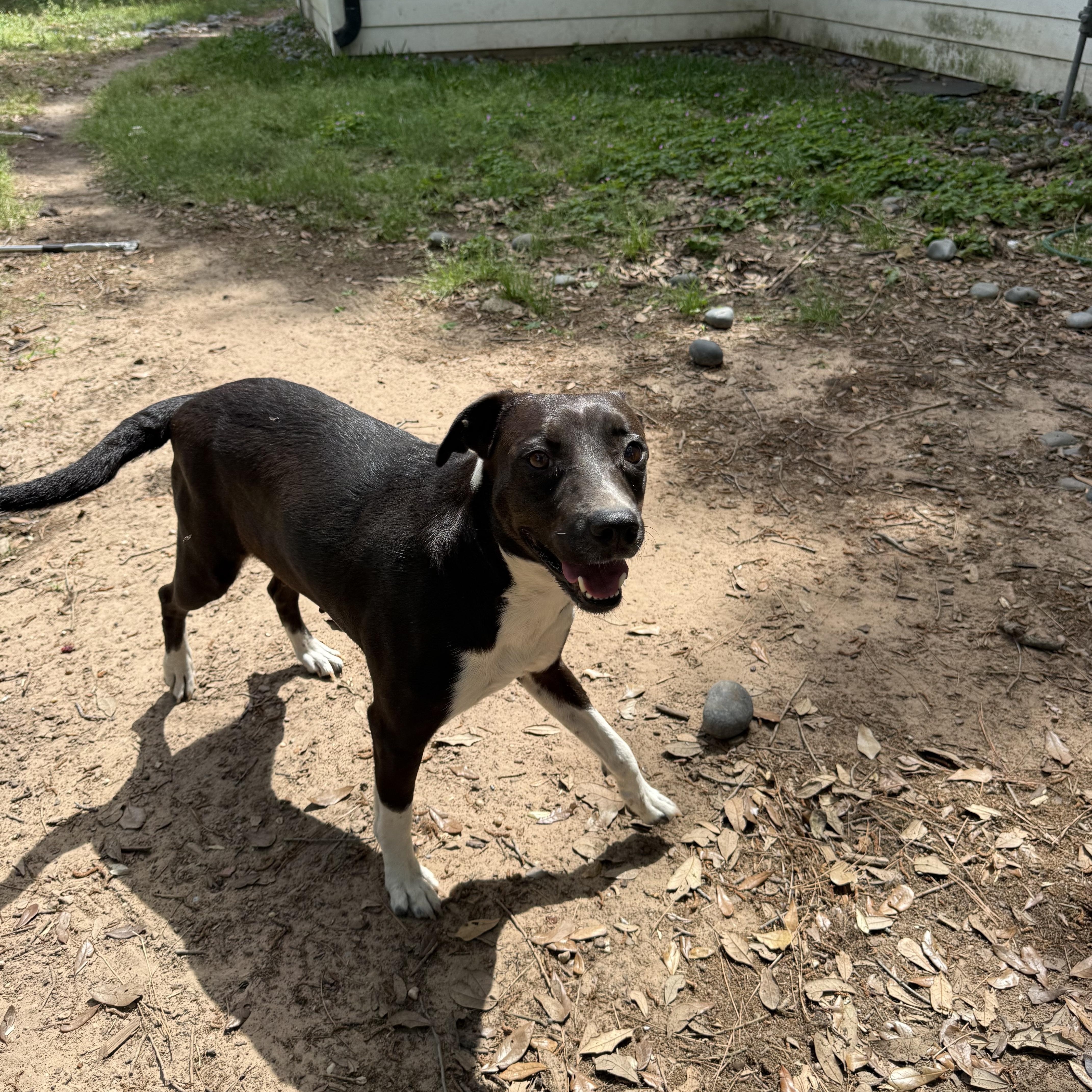 Enlarge SUNNY, a ADOPTABLE mixed breed in Annandale, VA image 4/6