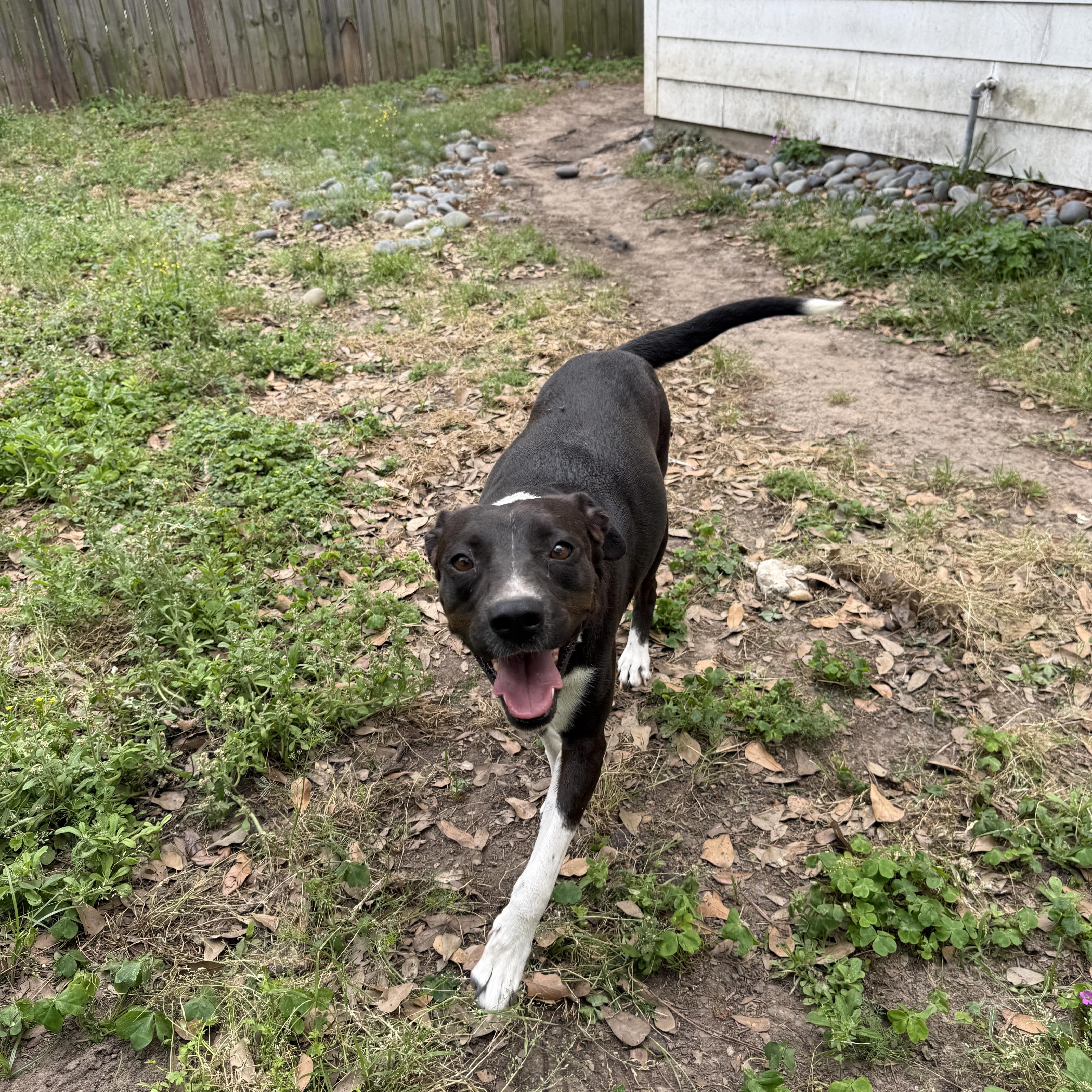 Enlarge SUNNY, a ADOPTABLE mixed breed in Annandale, VA image 5/6