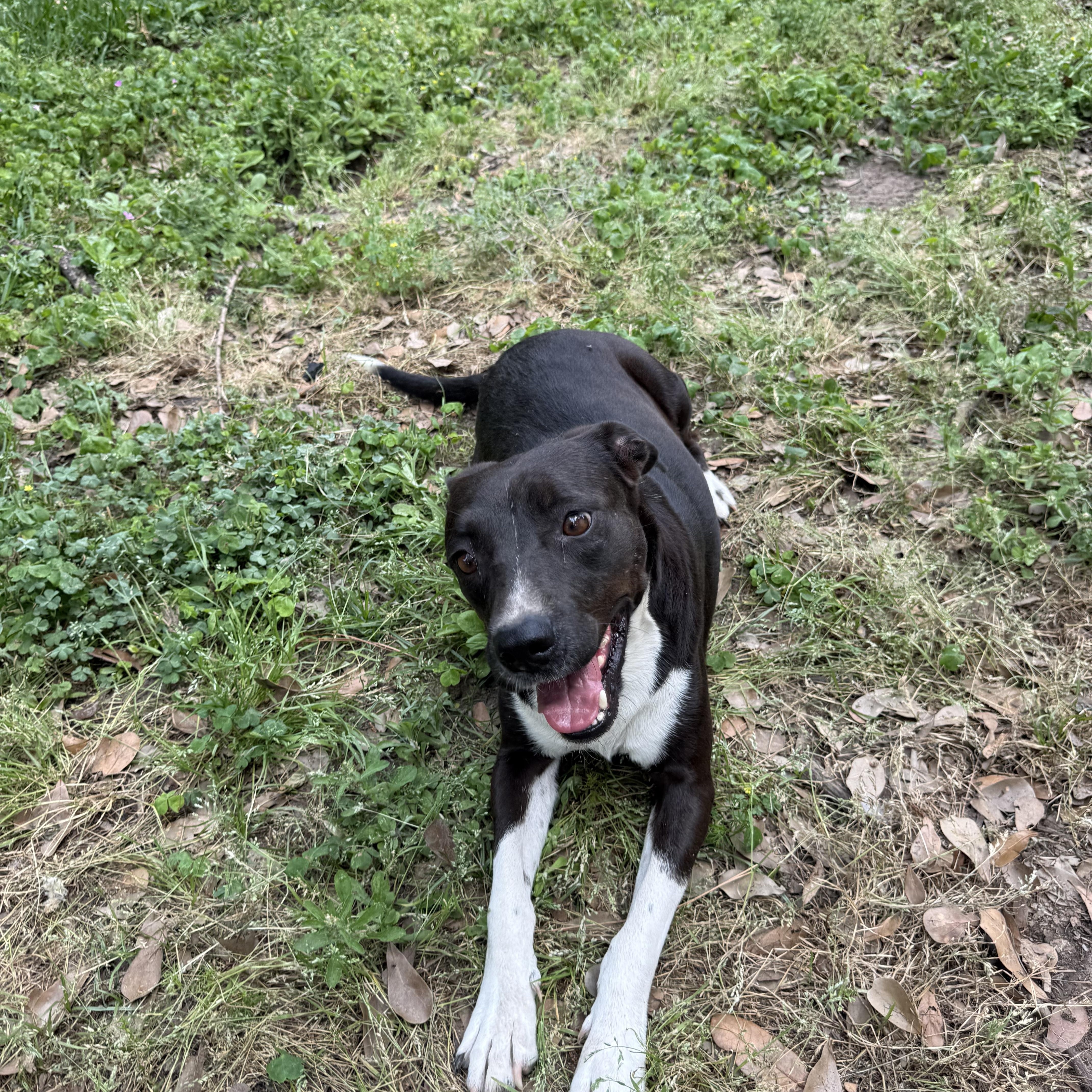 Enlarge SUNNY, a ADOPTABLE mixed breed in Annandale, VA image 6/6
