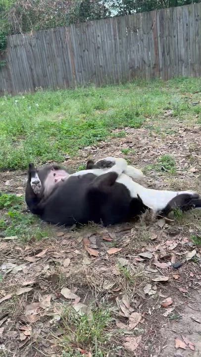 Enlarge SUNNY, a ADOPTABLE mixed breed in Annandale, VA video 3/6