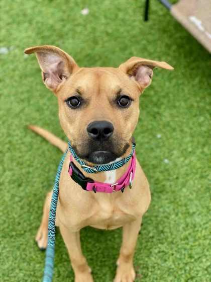 Enlarge Halo, a Adoptable mixed breed in Munster, IN image 1/2