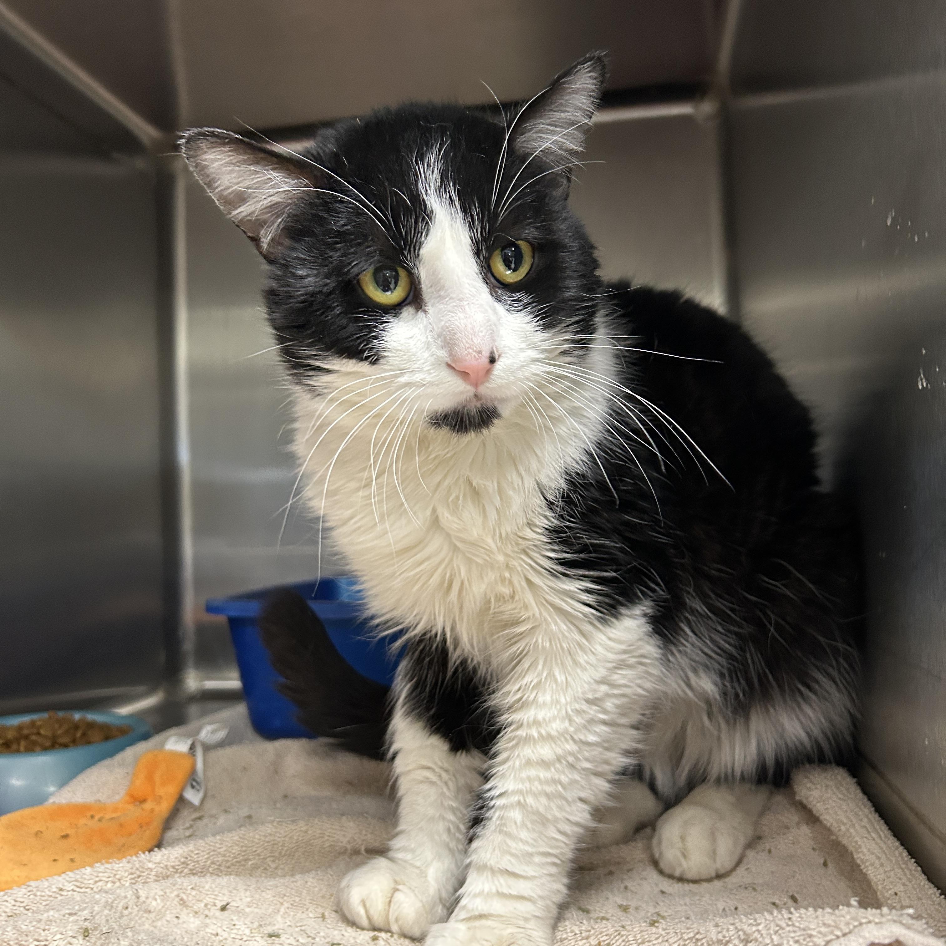 Grover, ADOPTABLE, Adult Male Tuxedo.