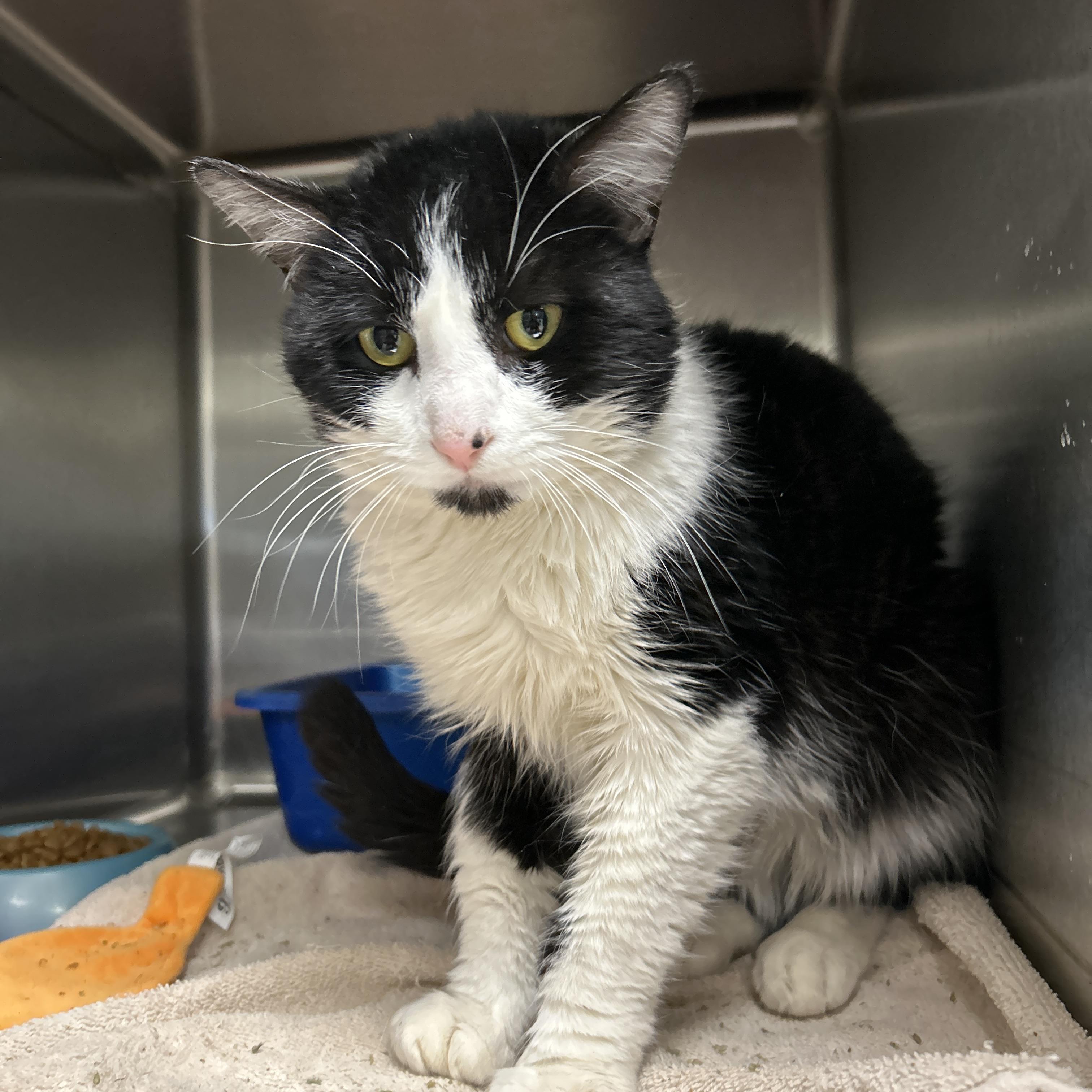 Enlarge Grover, a ADOPTABLE Tuxedo in La Grange Park, IL image 4/4