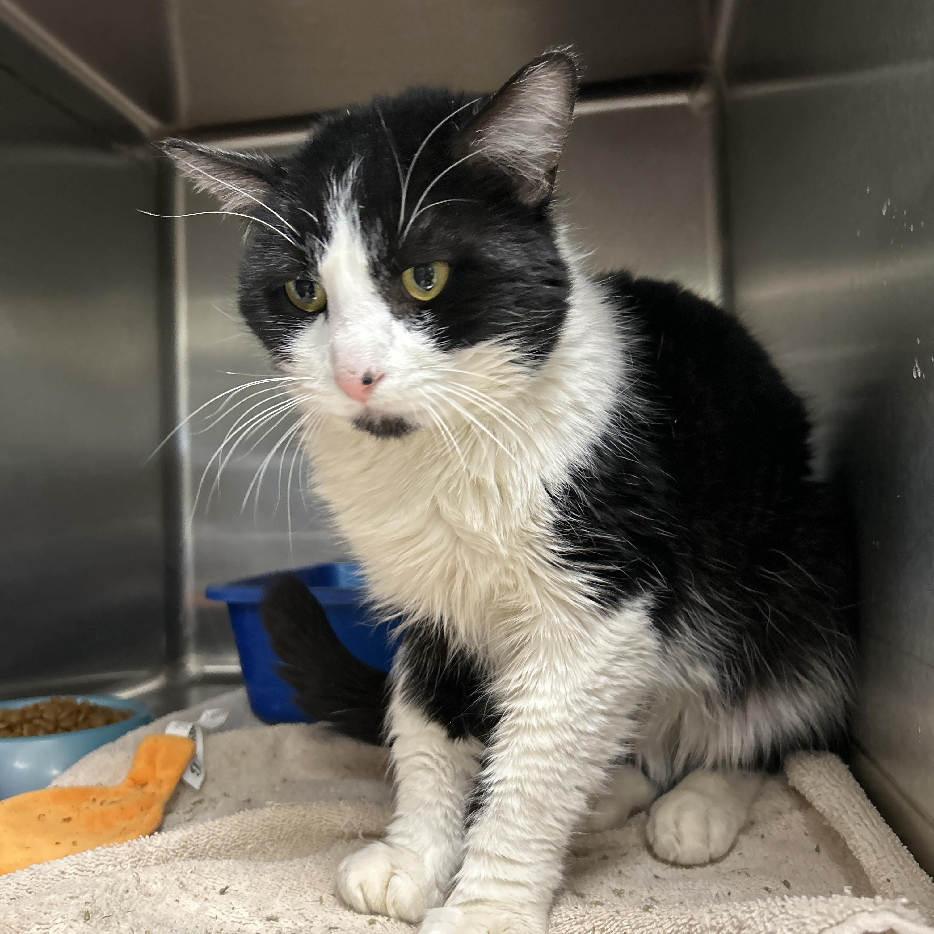 Enlarge Grover, a ADOPTABLE Tuxedo in La Grange Park, IL image 3/4