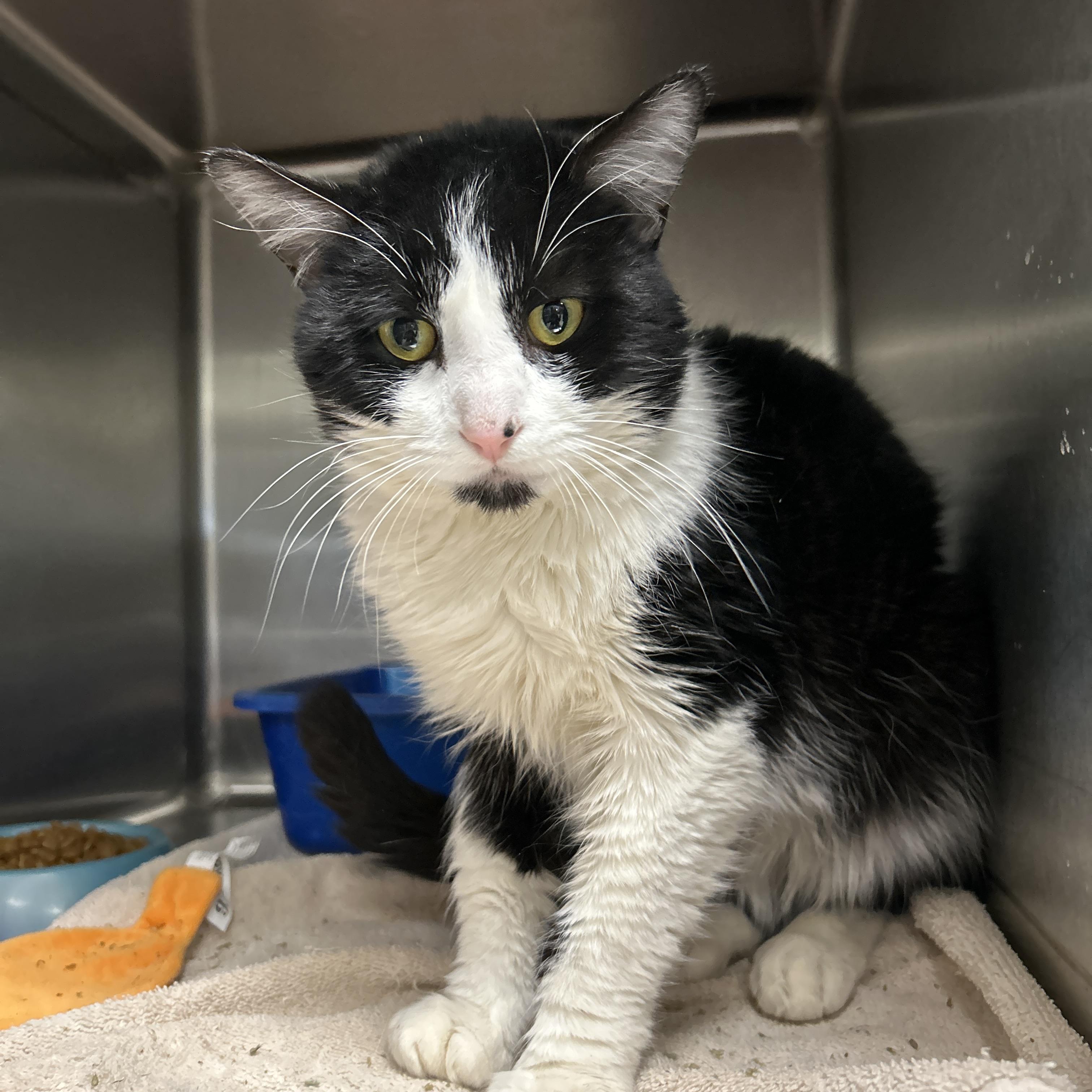 Enlarge Grover, a ADOPTABLE Tuxedo in La Grange Park, IL image 2/4