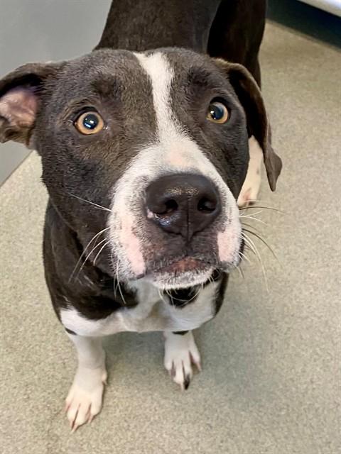 ELLIE, Adoptable, Young Female Pit Bull Terrier.