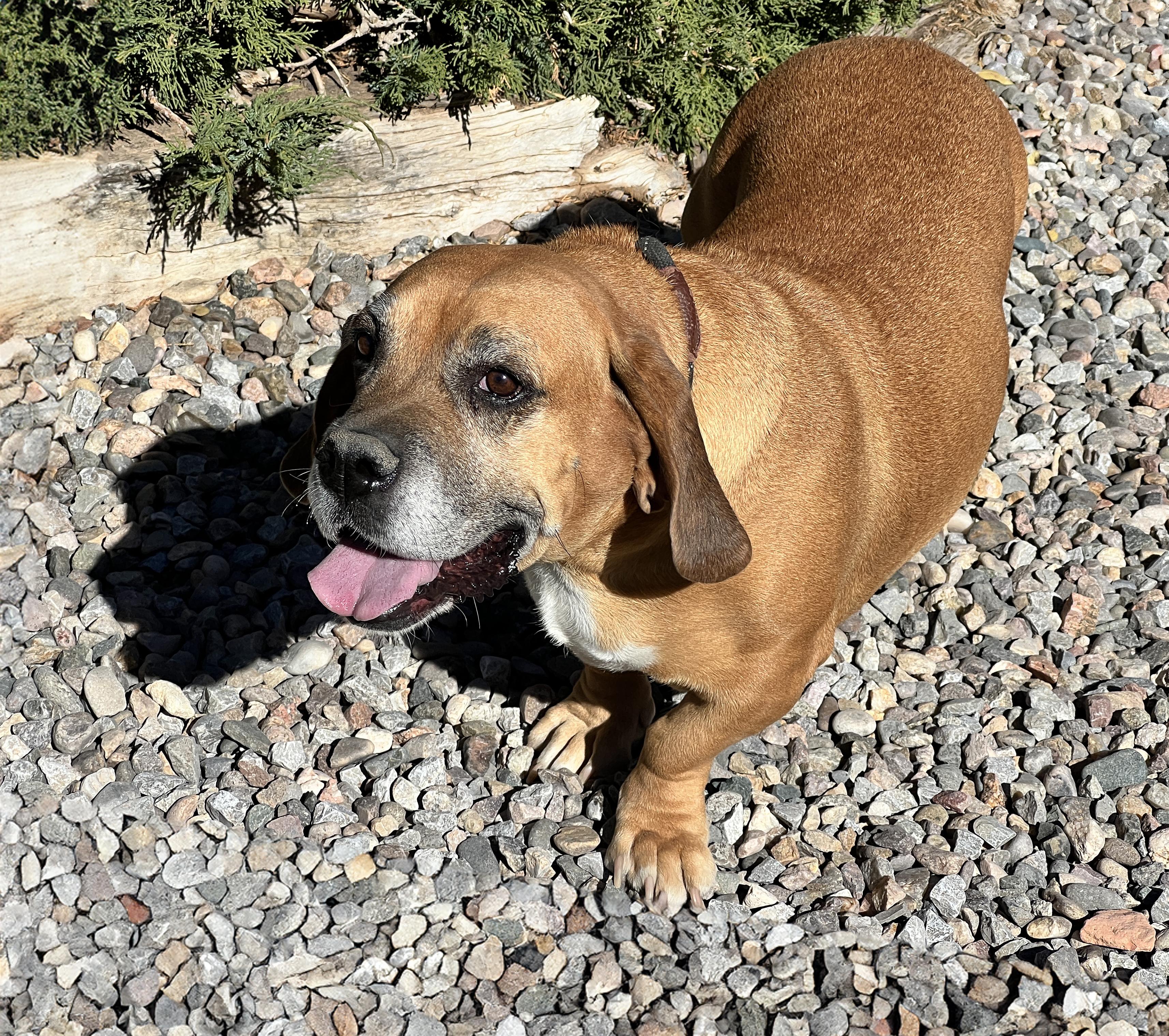 Enlarge Mystical Ms Mindi = SWEET Cuddler !, an adopted Basset Hound in Albuquerque, NM image 4/4