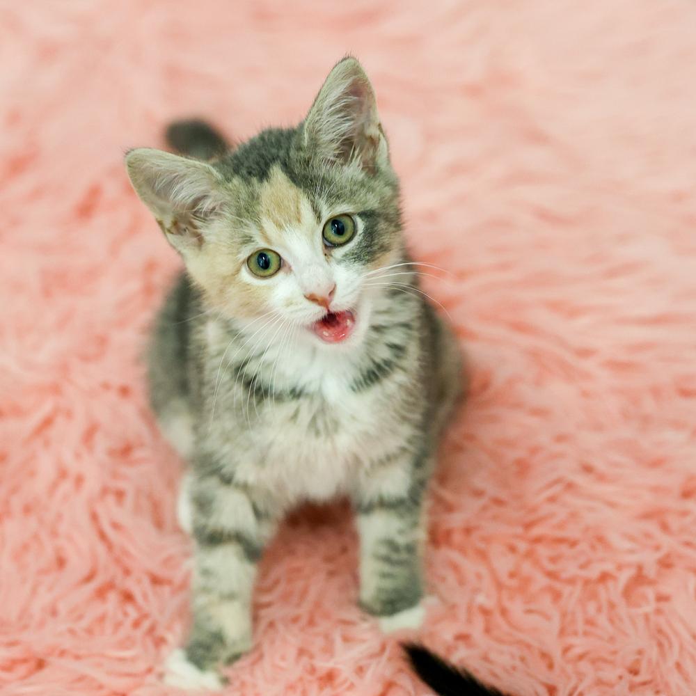 Lacey, Adoptable, Kitten Female Domestic Short Hair.