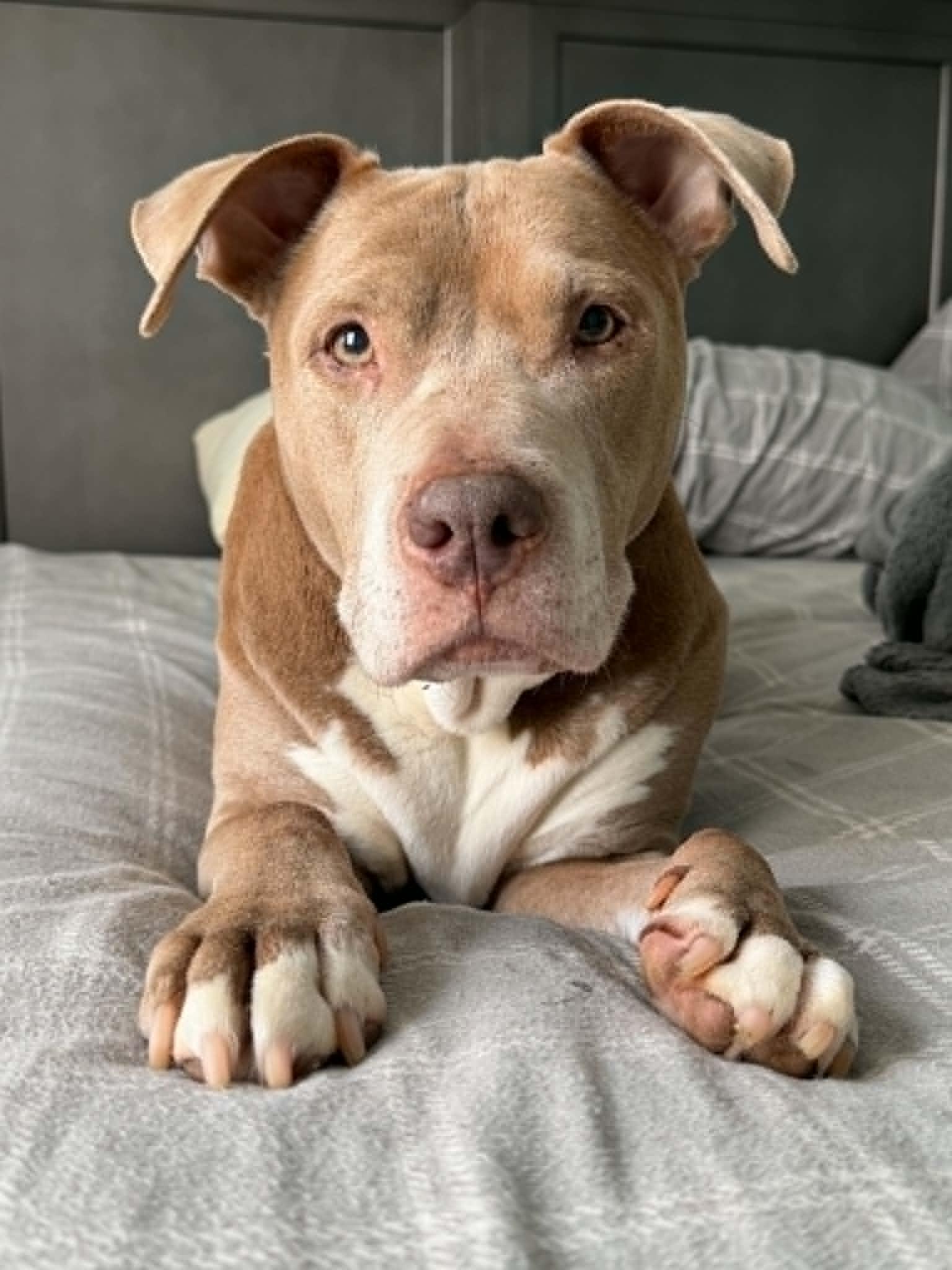 Enlarge Lady, a Adoptable Pit Bull Terrier in Troy, MI image 1/6
