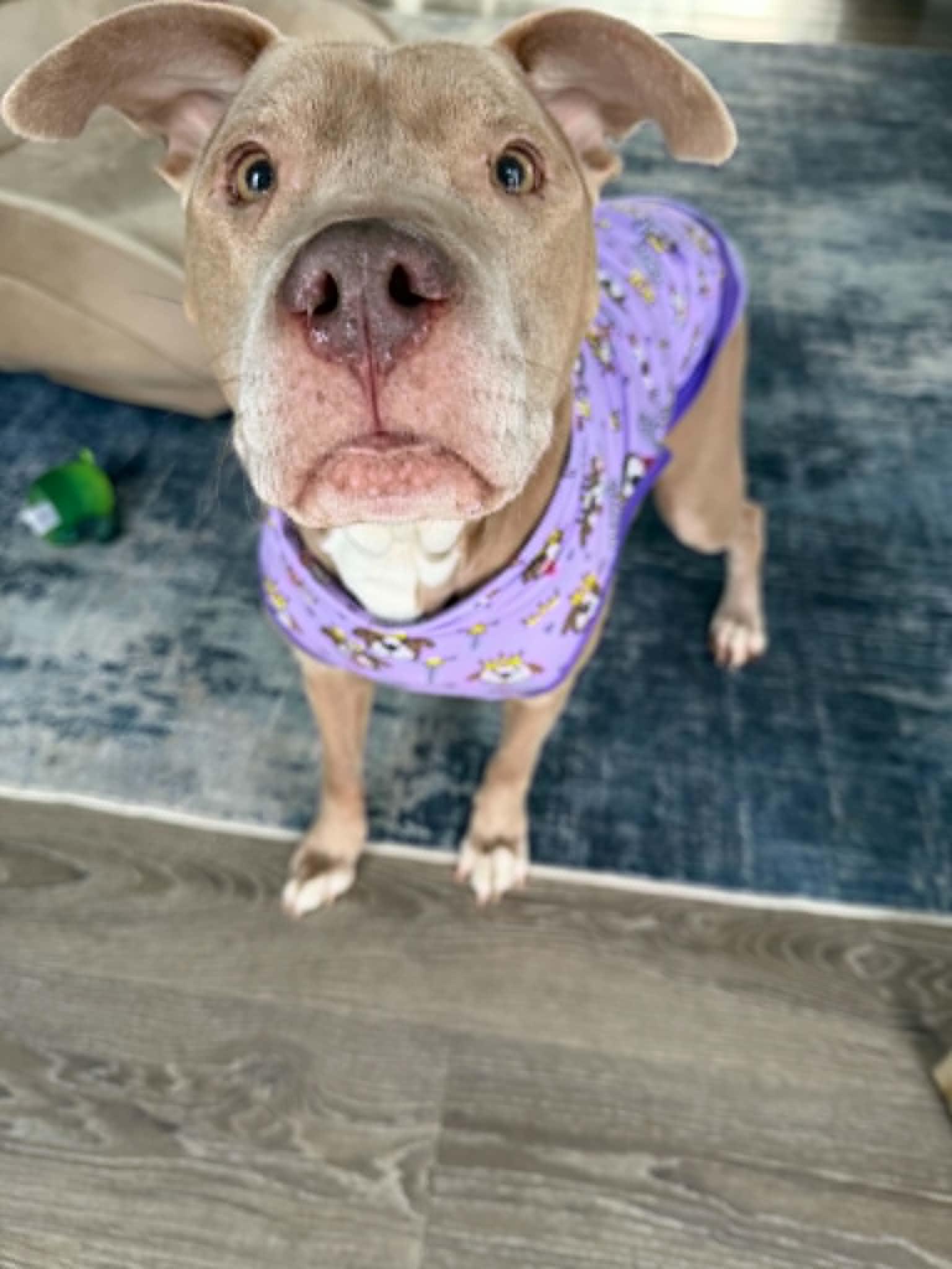 Enlarge Lady, a Adoptable Pit Bull Terrier in Troy, MI image 2/6