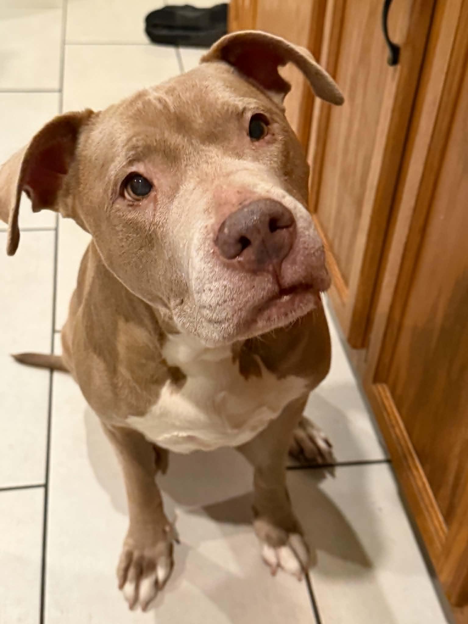Enlarge Lady, a Adoptable Pit Bull Terrier in Troy, MI image 3/6