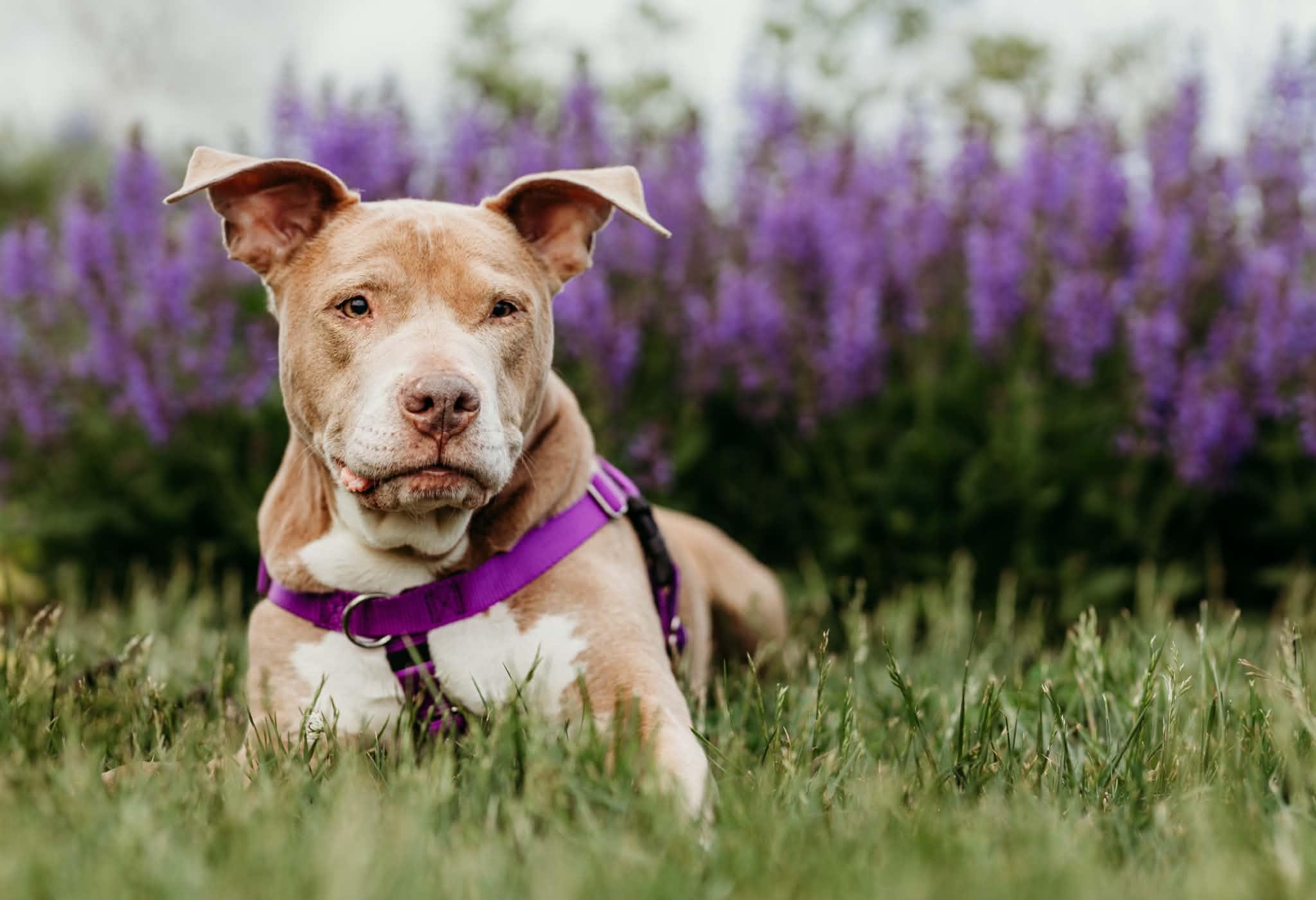 Enlarge Lady, a Adoptable Pit Bull Terrier in Troy, MI image 4/6
