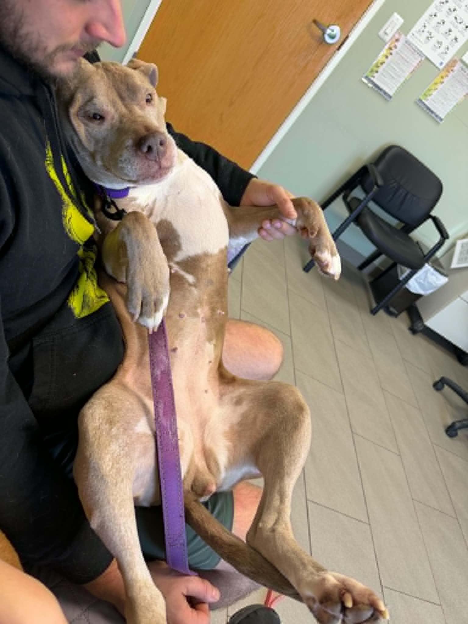 Enlarge Lady, a Adoptable Pit Bull Terrier in Troy, MI image 5/6