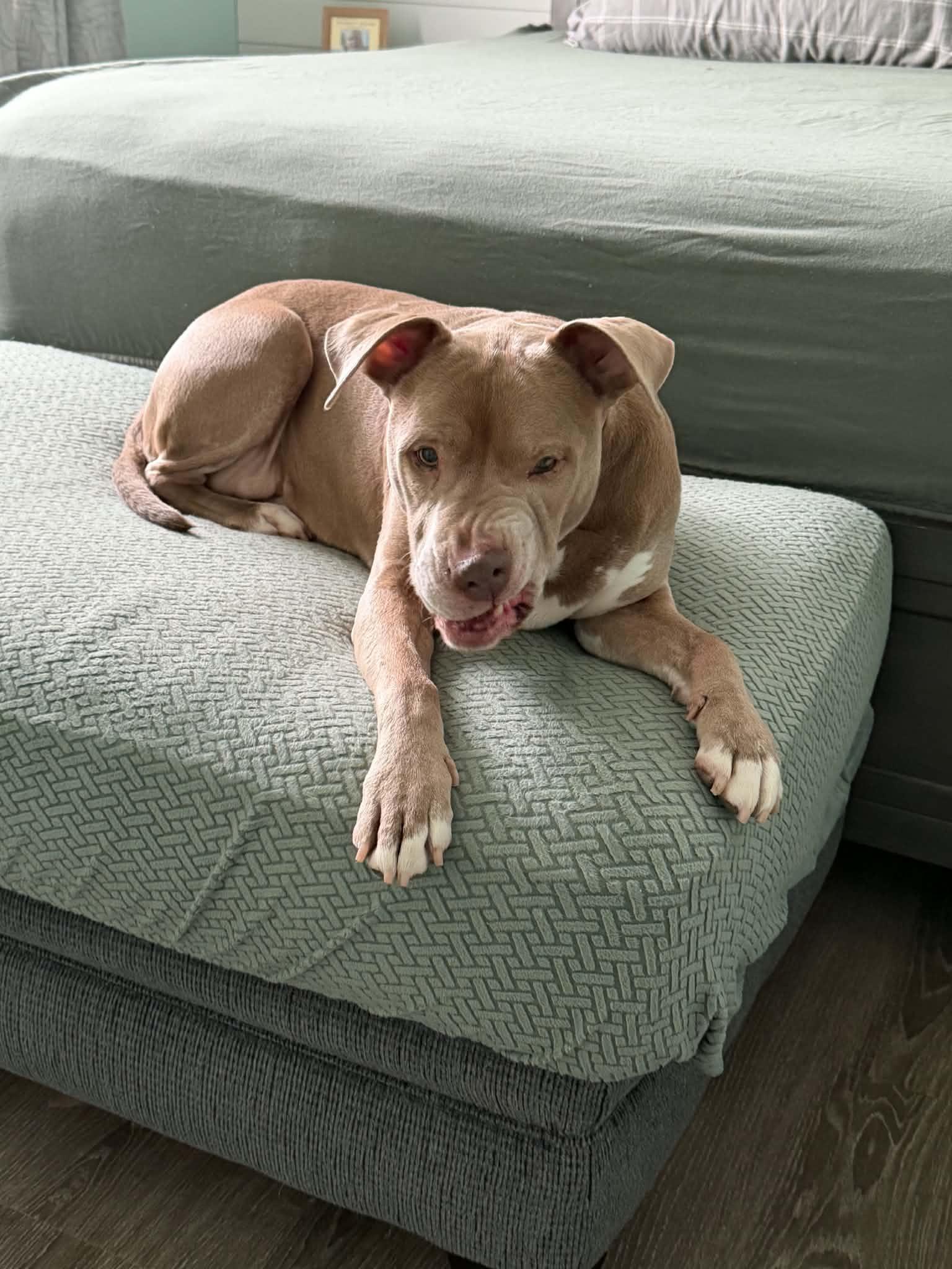 Enlarge Lady, a Adoptable Pit Bull Terrier in Troy, MI image 6/6