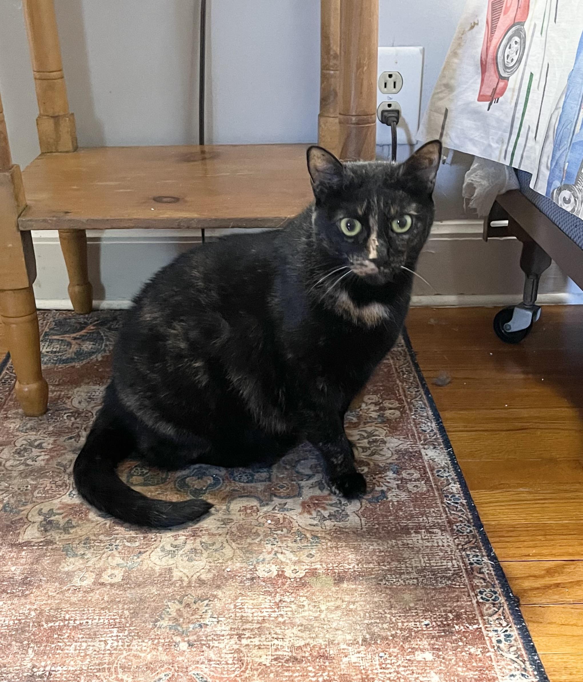 Leona Helmsley, a Adoptable Tortoiseshell in Hampden, MA image 4/4