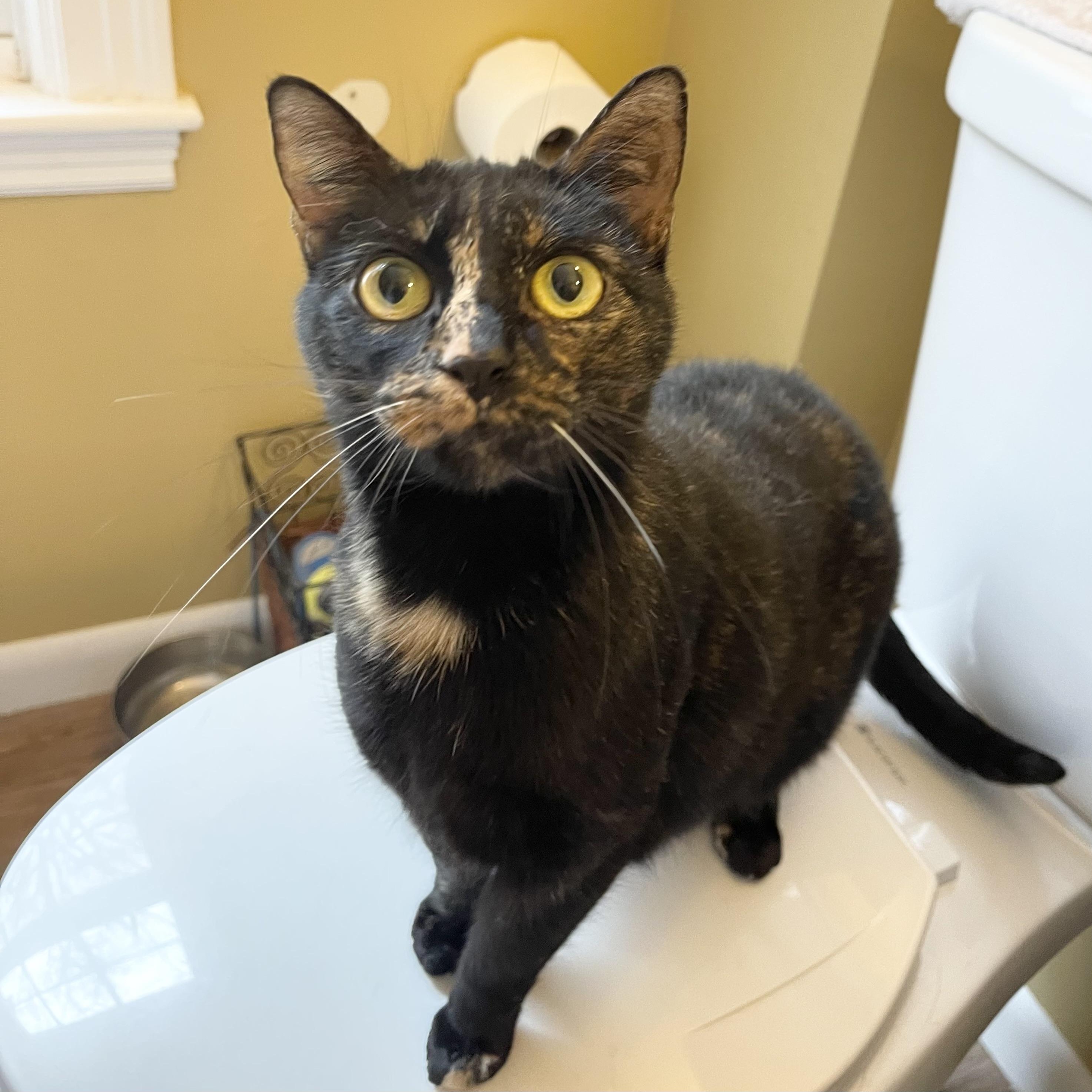 Leona Helmsley, a Adoptable Tortoiseshell in Hampden, MA image 2/4