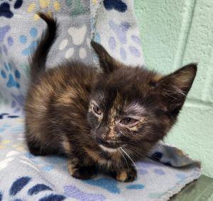 Gem, a ADOPTABLE Tortoiseshell in Bucyrus, OH image 3/3