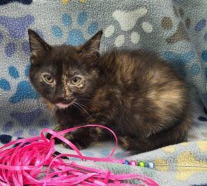 Gem, ADOPTABLE, Young Female Tortoiseshell.