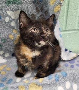 Gem, a ADOPTABLE Tortoiseshell in Bucyrus, OH image 2/3