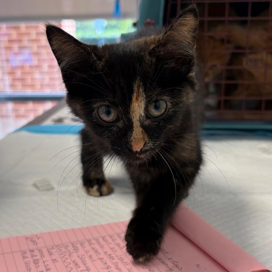 Snickers, Adoptable, Kitten Female Domestic Short Hair.