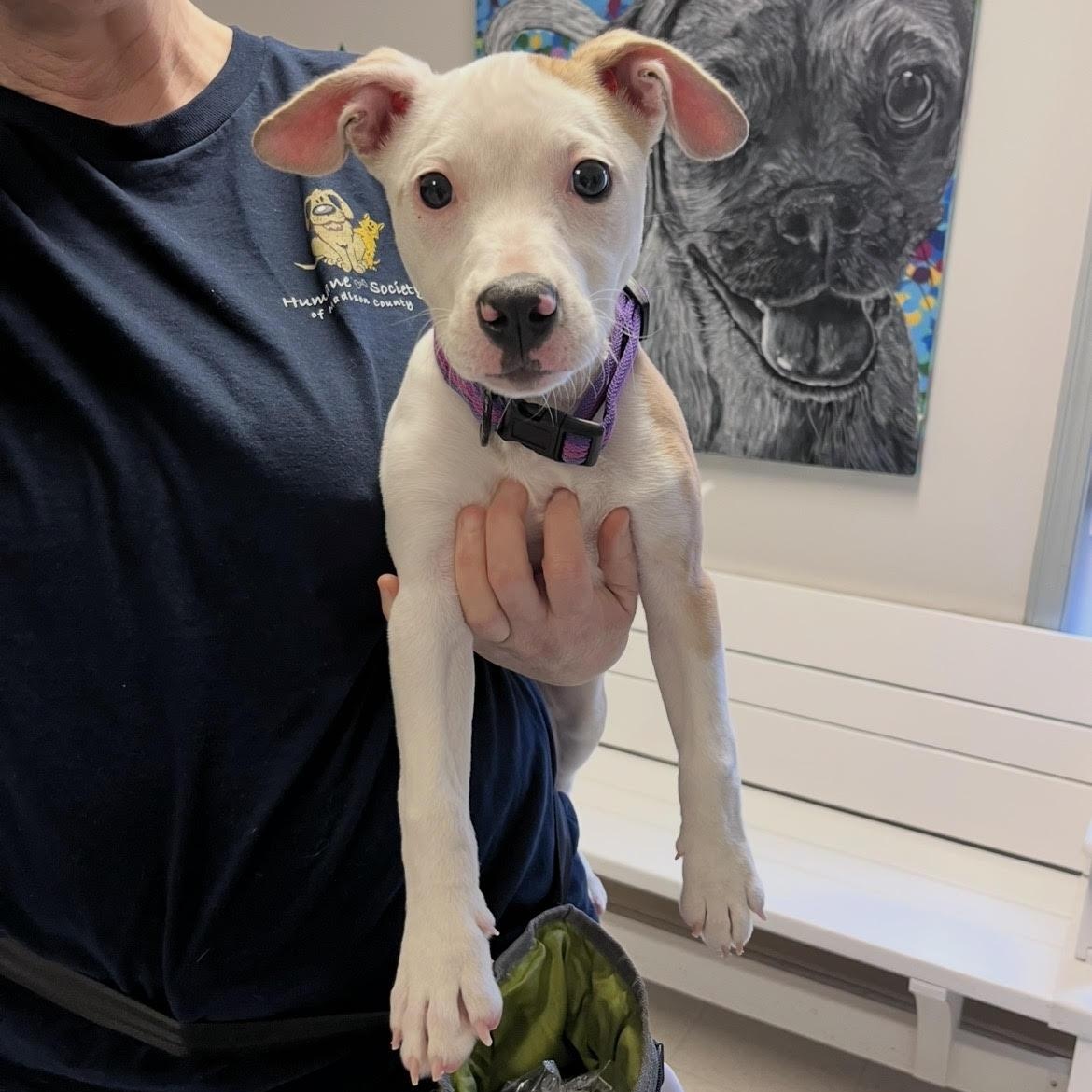 Enlarge Macey @ Prison Training Program, a Adoptable mixed breed in West Jefferson, OH image 2/5