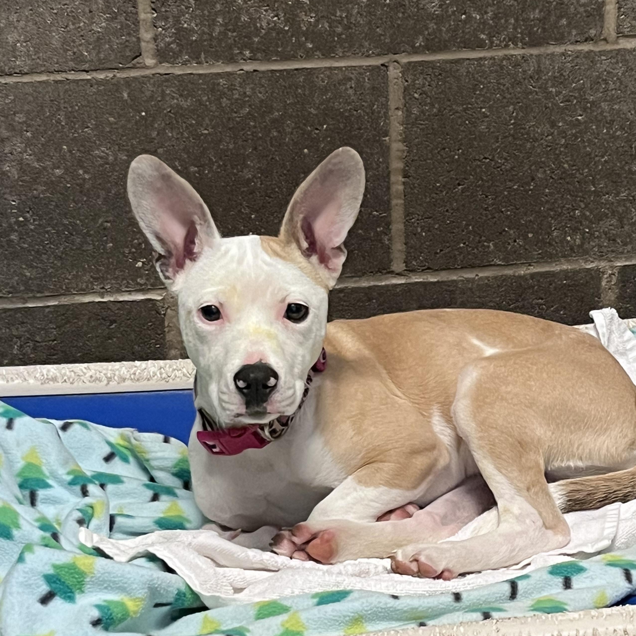Macey @ Prison Training Program, Adoptable, Young Female Jack Russell Terrier.