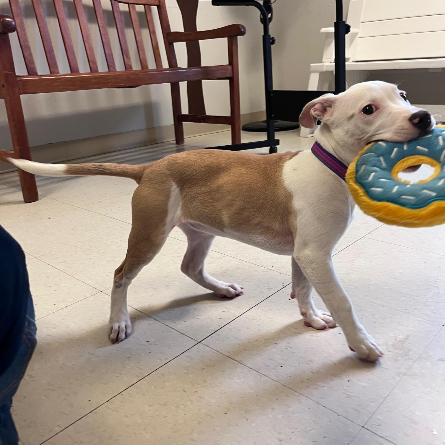 Enlarge Macey @ Prison Training Program, a Adoptable mixed breed in West Jefferson, OH image 5/5