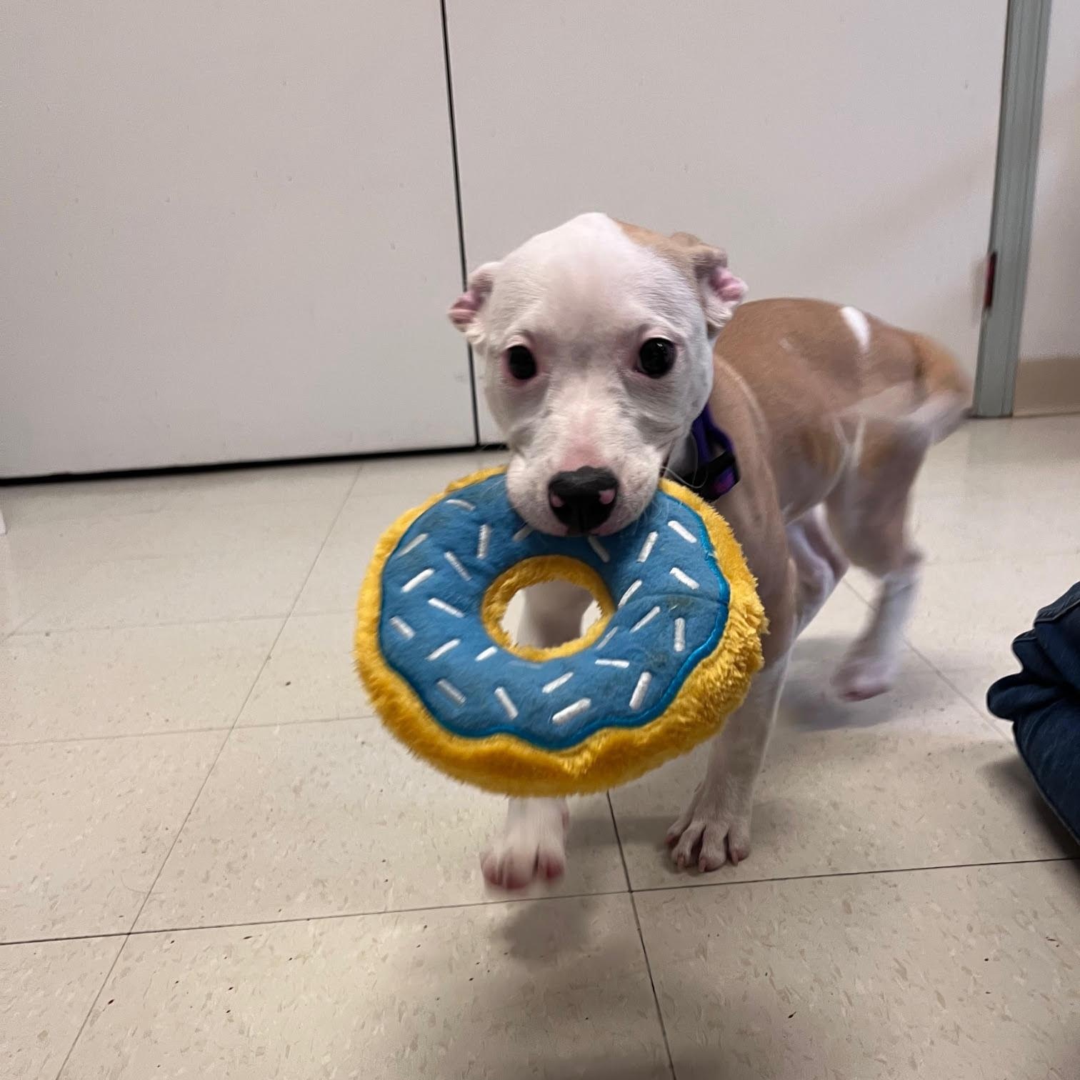 Enlarge Macey @ Prison Training Program, a Adoptable mixed breed in West Jefferson, OH image 4/5