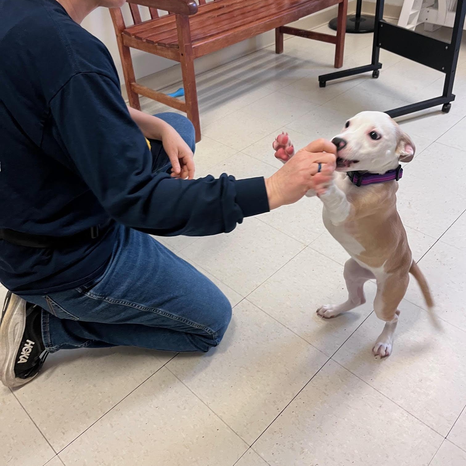 Enlarge Macey @ Prison Training Program, a Adoptable mixed breed in West Jefferson, OH image 3/5