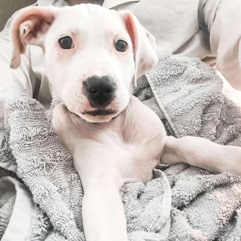 Daisy, a Adoptable Mixed Breed in Wando, SC image 5/6