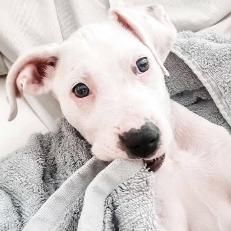 Daisy, a Adoptable Mixed Breed in Wando, SC image 6/6