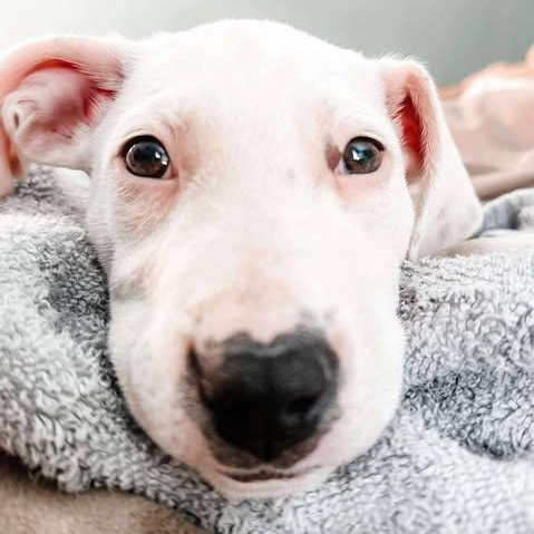 Daisy, a Adoptable Mixed Breed in Wando, SC image 3/6