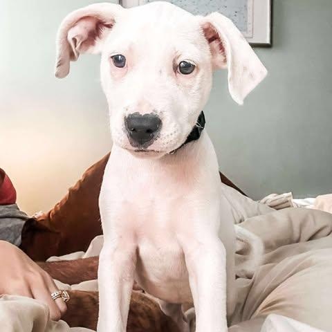 Daisy, Adoptable, Young Female Mixed Breed.