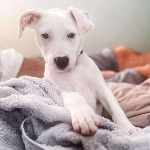 Daisy, a Adoptable Mixed Breed in Wando, SC image 2/6