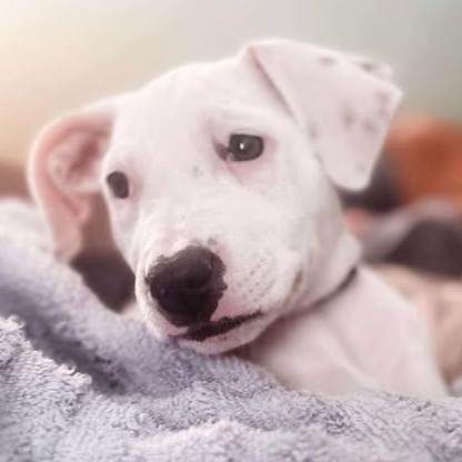 Daisy, a Adoptable Mixed Breed in Wando, SC image 4/6