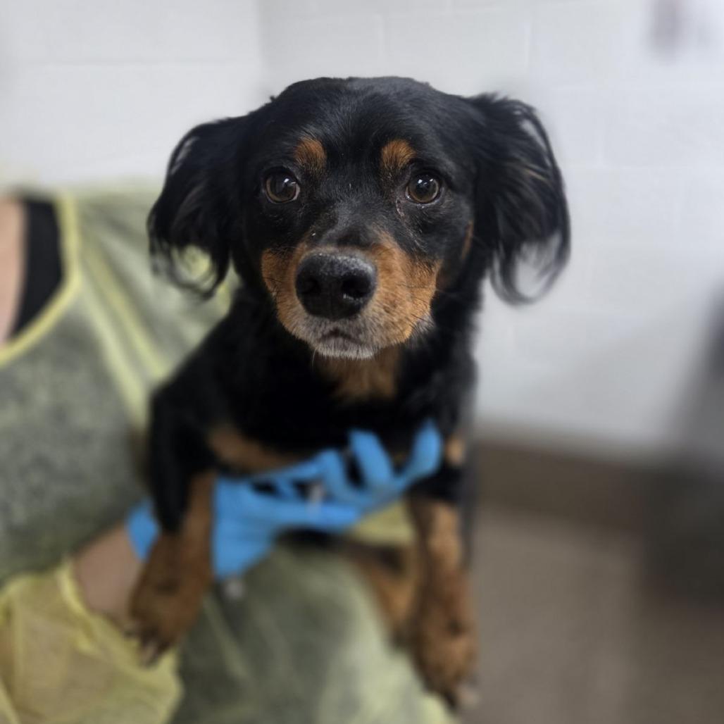 Gustavo, Adoptable, Adult Male Dachshund (Miniature Long Haired) & Spaniel.