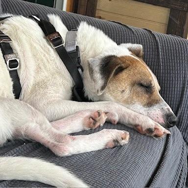 Coral, Adoptable, Adult Female Terrier & Mixed Breed.