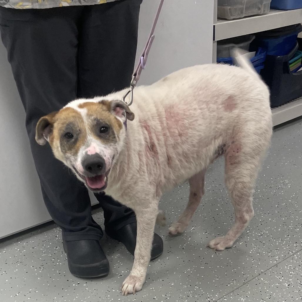 Enlarge Coral, a Adoptable mixed breed in Galax, VA image 2/6