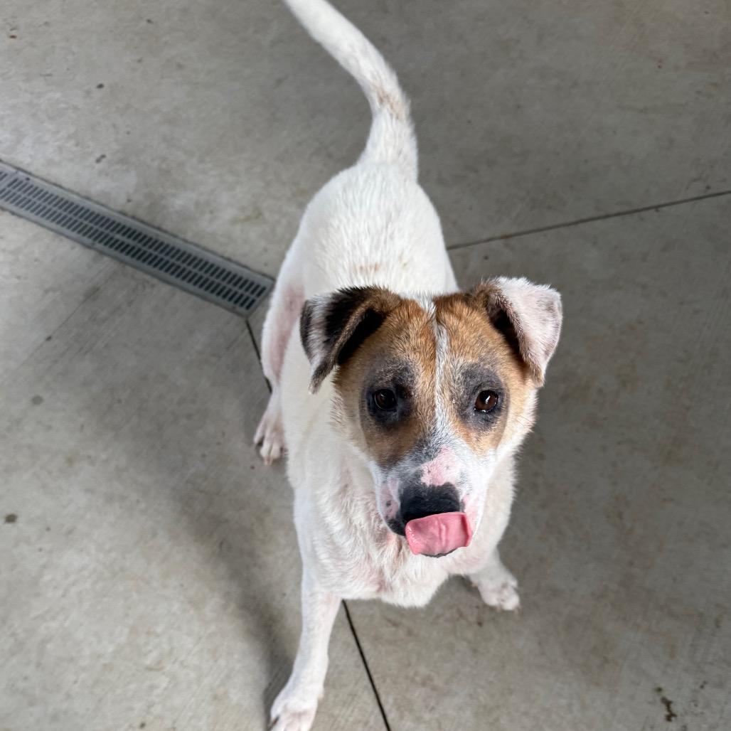 Enlarge Coral, a Adoptable mixed breed in Galax, VA image 4/6