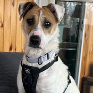 Coral, a Adoptable mixed breed in Galax, VA image 4/6