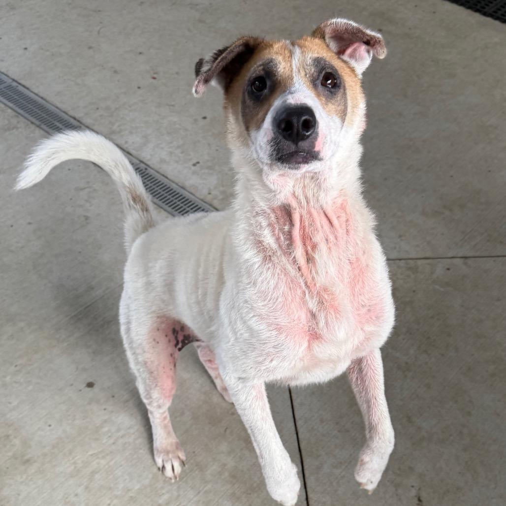 Enlarge Coral, a Adoptable mixed breed in Galax, VA image 5/6