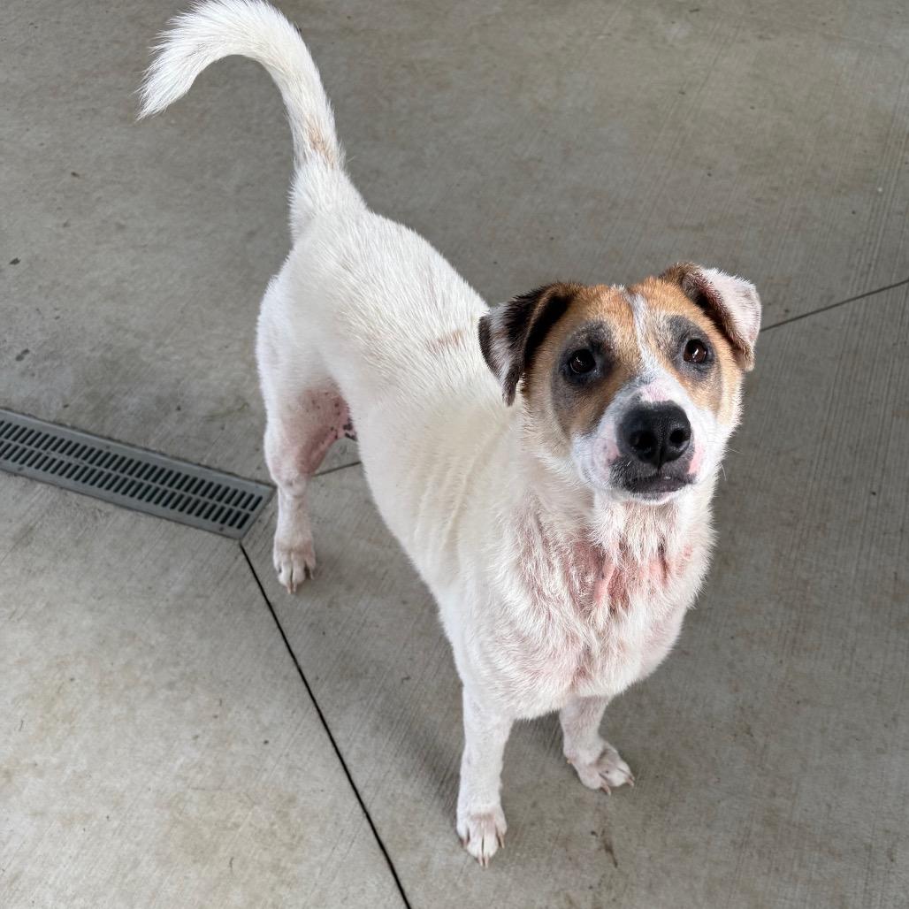 Enlarge Coral, a Adoptable mixed breed in Galax, VA image 6/6