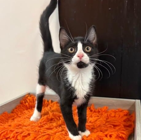 Juno at Fat Cat Cafe, Adoptable, Kitten Female Domestic Short Hair.