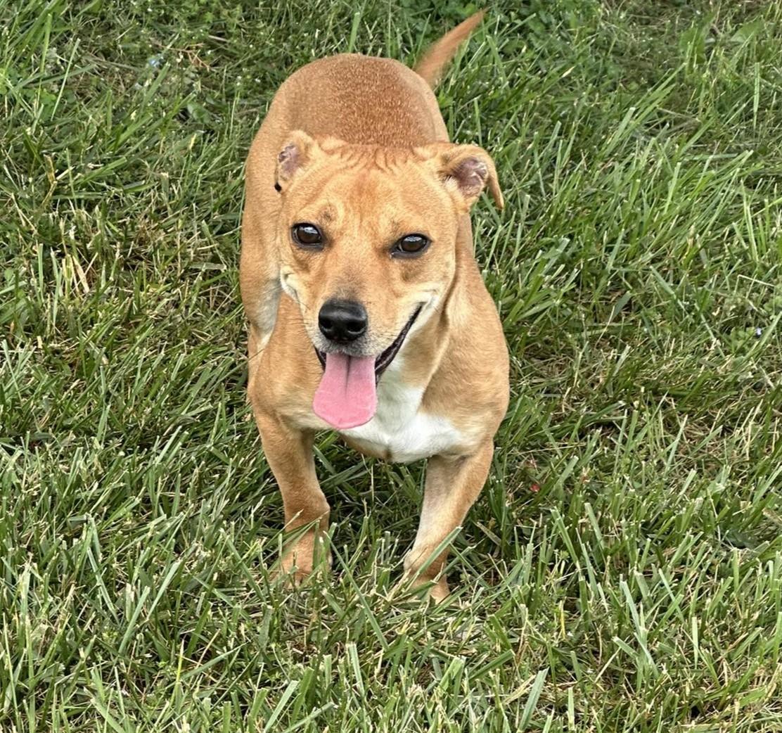 Archie, Adoptable, Young Male Dachshund.