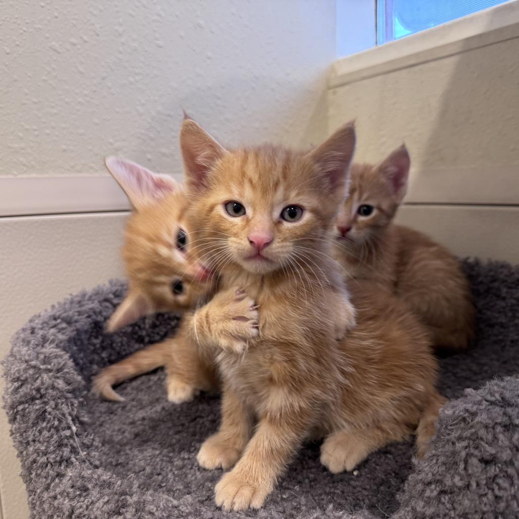 Pepe The King Prawn, Adoptable, Kitten Male Domestic Short Hair.